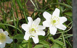 Foto af 2 blomster, fortårs billede