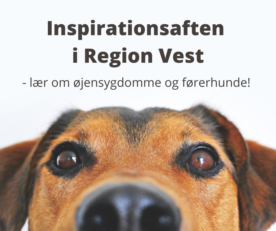 Billede af et hundeansigt helt tæt på kameraet. Tekst: Inspirationsaften i region vest - lær om førerhunde og øjensygdomme